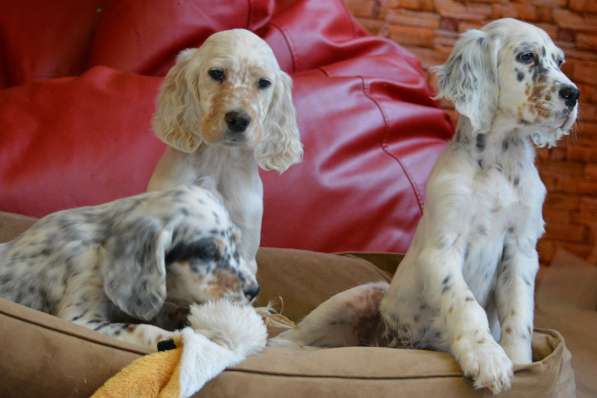Английский сеттер щенки из элитного питомника в Москве фото 149