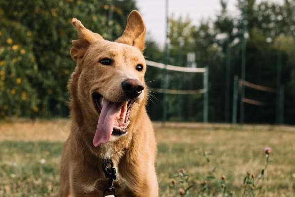 Самый позитивный пес на свете ищет дом в Москве фото 8