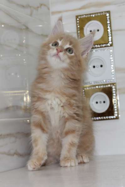 Рыжие Мейн куны в фото 8