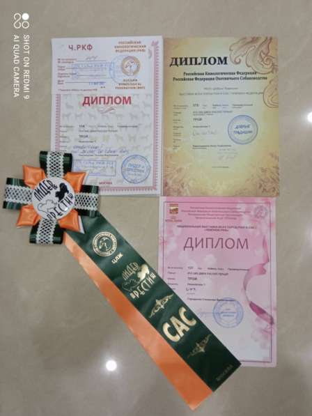 Вязка Джек Рассел в Москве фото 3