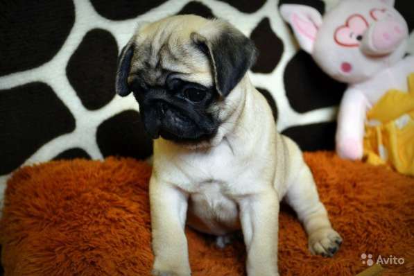 Щенки мопса в Самаре, РКФ