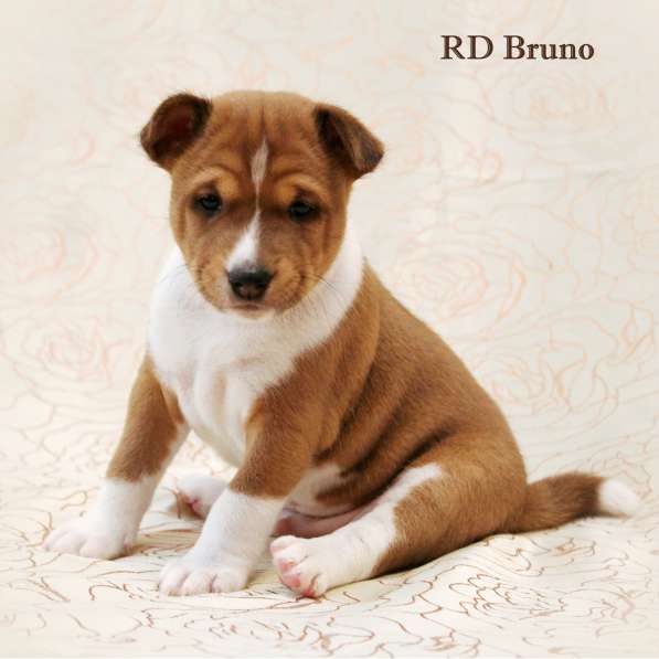 Басенджи щенки в фото 15