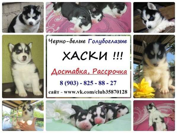 Крутые щенята сибирской хаски