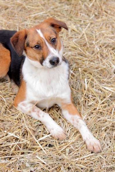 Метис бигля Мисти в дар в Москве фото 3