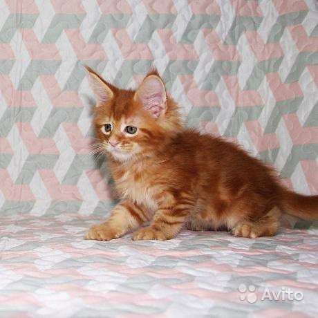 Яркие шикарные котята мейн куны в Новосибирске фото 8