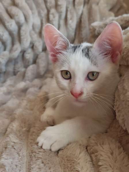 Ищет дом нежный котёнок, 2 мес в фото 7