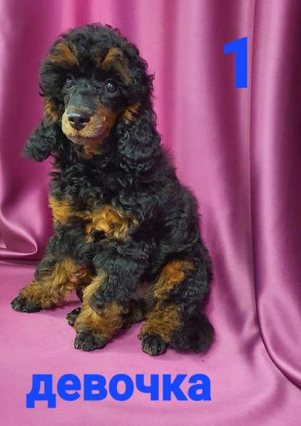 Девчата-пуделята фантом, чёрно-подпалые в Москве фото 7