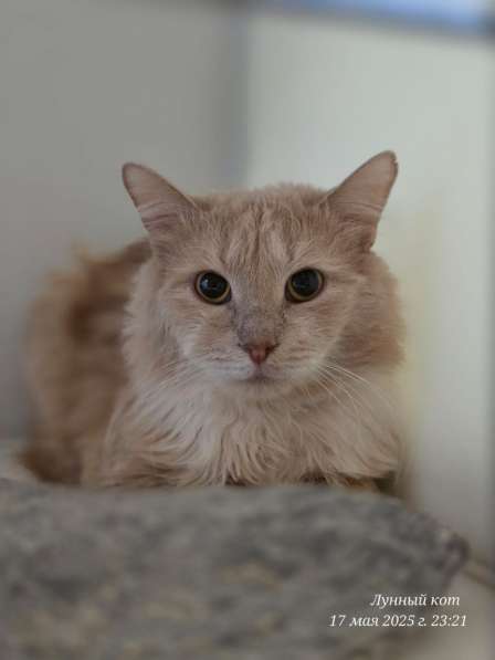 Котик Том в Москве