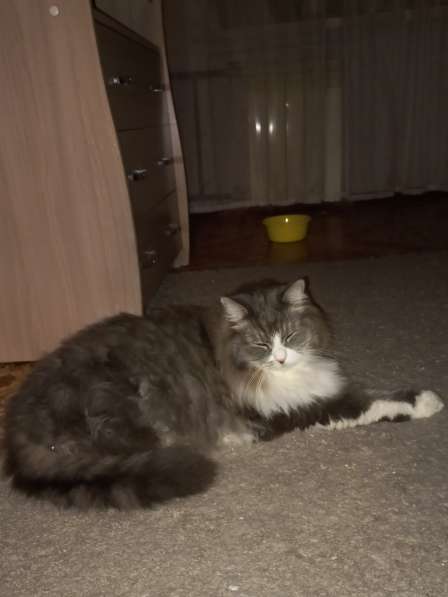 Кот сибиряк,4 года в Новосибирске фото 65