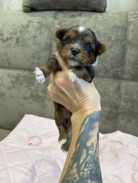 Йоркширский терьер цветной в Сургуте фото 5