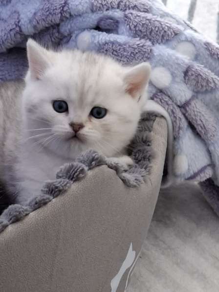 Британские котята
