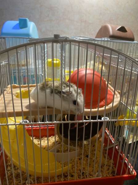 Хомяк мальчик (4 мес) в Москве фото 4