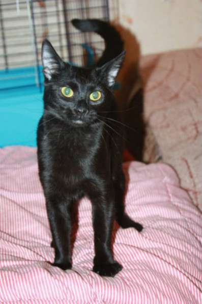 Отдам даром Багира