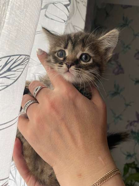 Котята в Луховицах фото 5