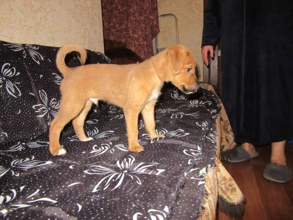 Отдам щенков