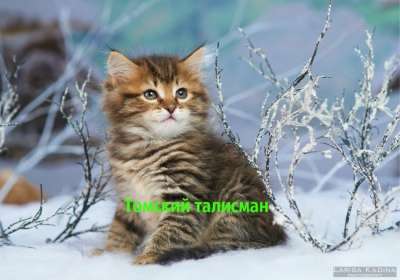Питомник Сибирских Кошек Купить Котенка