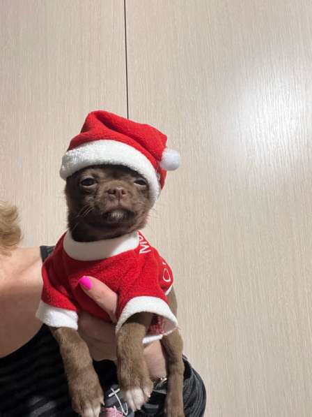 Щенки чихуахуа. Мини мальчики и девочки в Москве фото 3