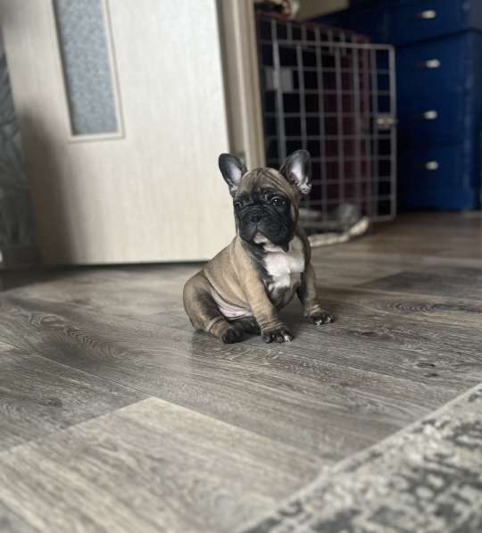 Продам щенков французского бульдога в Красноярске фото 7