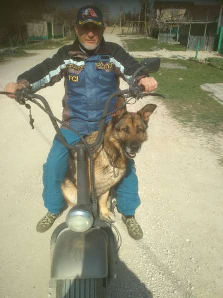 Клуб Скиф индивидуальная дрессировка собак в Феодосии фото 5