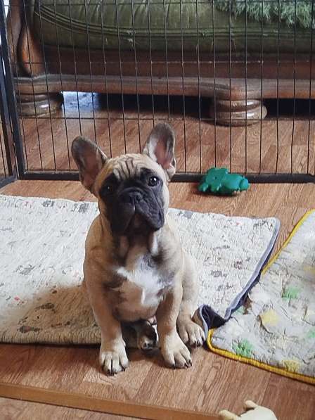 Щенки из питомника РКФ в Москве фото 15