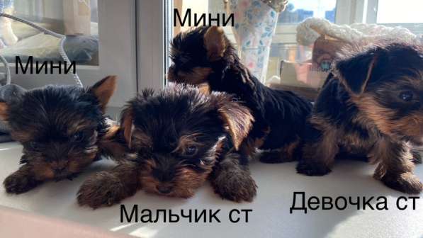 Йоркширский терьер