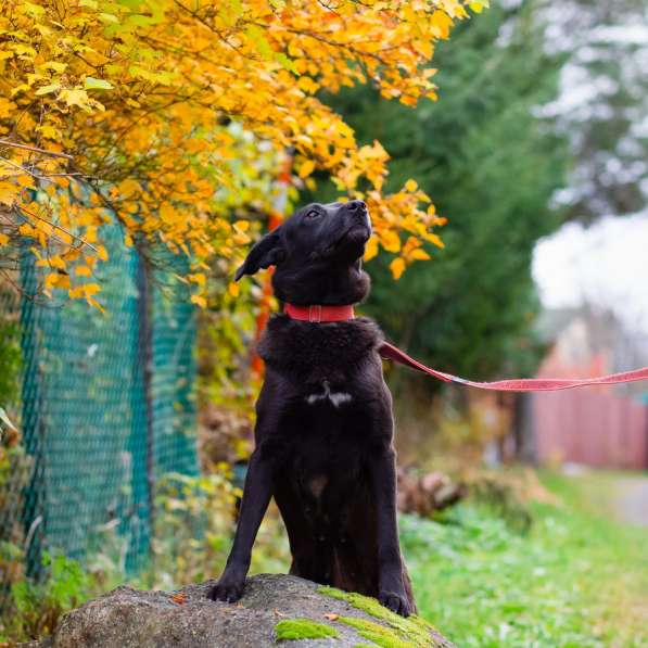 Собака с разноцветными глазами в Санкт-Петербурге фото 4