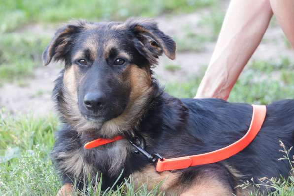 Щенок-подросток Вилли в добрые руки в Москве фото 6