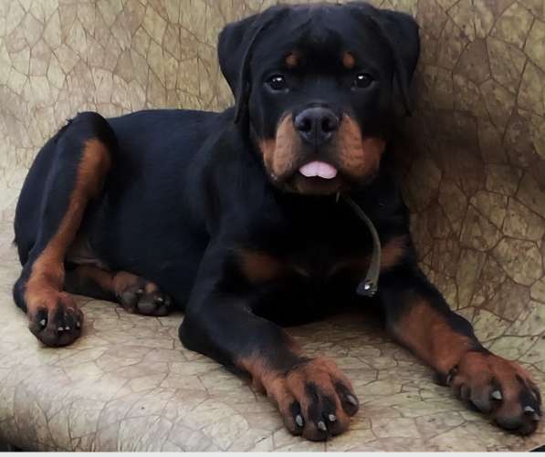 Щенки ротвейлера