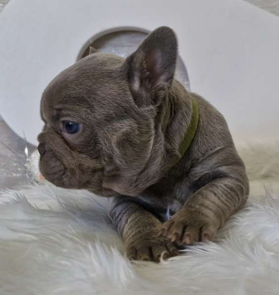 Французский бульдог в голубом окрасе в фото 6