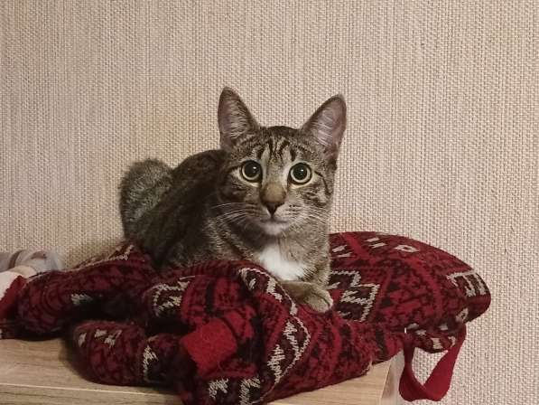 Ищет дом умный, спокойный котёнок-философ в Санкт-Петербурге