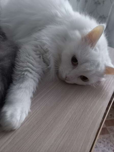 Кот сибиряк,4 года в Новосибирске фото 49