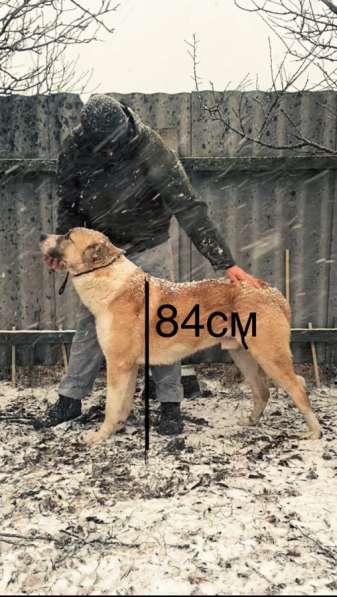 Кавказские волкодавы в Волгограде фото 4