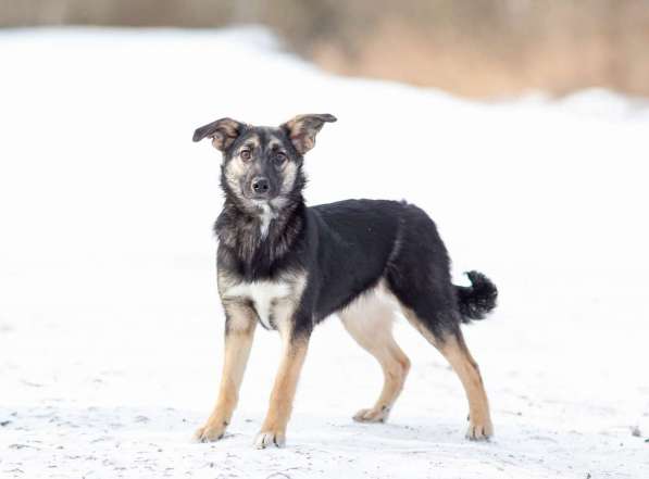 Весёлая девочка Золушка в самые добрые руки! в Москве фото 10