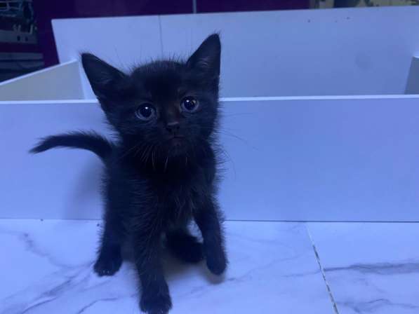 Шотландские котята в Видном фото 3