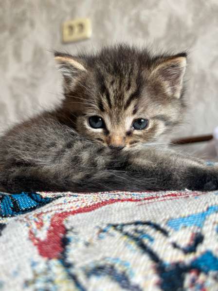 Котенок мальчик