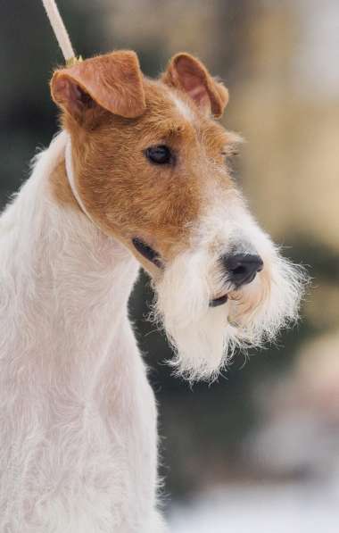 Фокстерьер жесткошёрстный