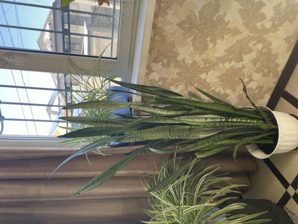 Цветочек сансевиерия (тещин язык)