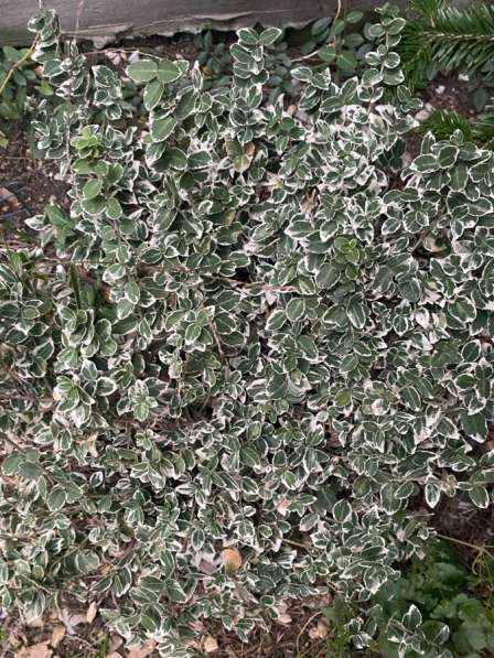 Вечнозеленые бересклеты в Москве