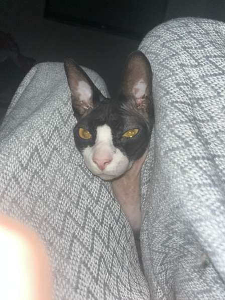 Лысый чорт в Москве