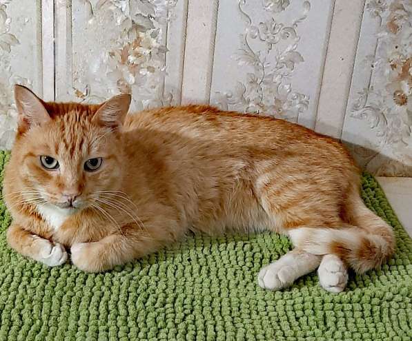 Красивый рыжий кот ищет дом в Калуге