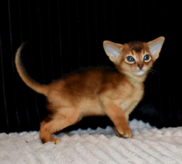 Абиссинские котята