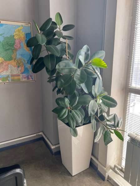 Комнатное растение