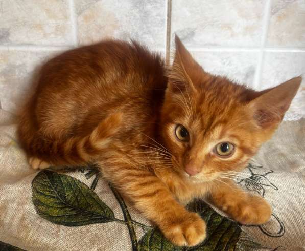 Котенок апельсиновый в фото 4