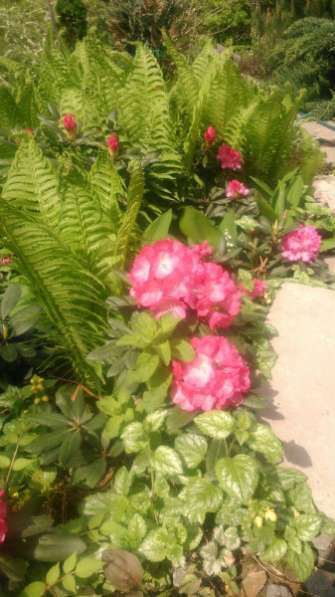декоративные садовые растения в Пензе фото 6