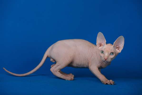 Стиль и нежность- Эльф, бамбино или сфинкс в Волгограде