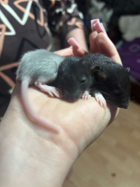 Крысята в Лыскове