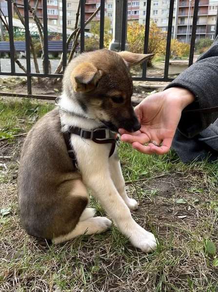 Снежа – Плюшевая Нежность и Комочек Обаяния! в Санкт-Петербурге