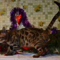 Чемпион породы бенгальский кот, приглашает на вязку, в г.Минск