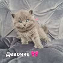 Продажа котенок, в г.Кишинёв