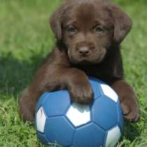 Лабрадор Чита, в Чите